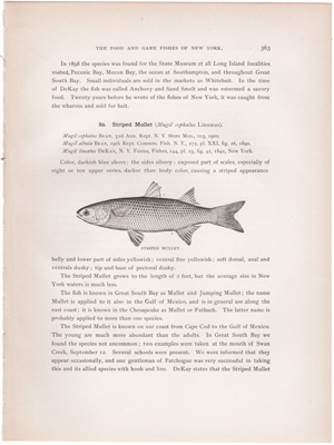 STRIPED MULLET